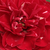 Red - Bed and borders rose - floribunda - Dalli Dalli®